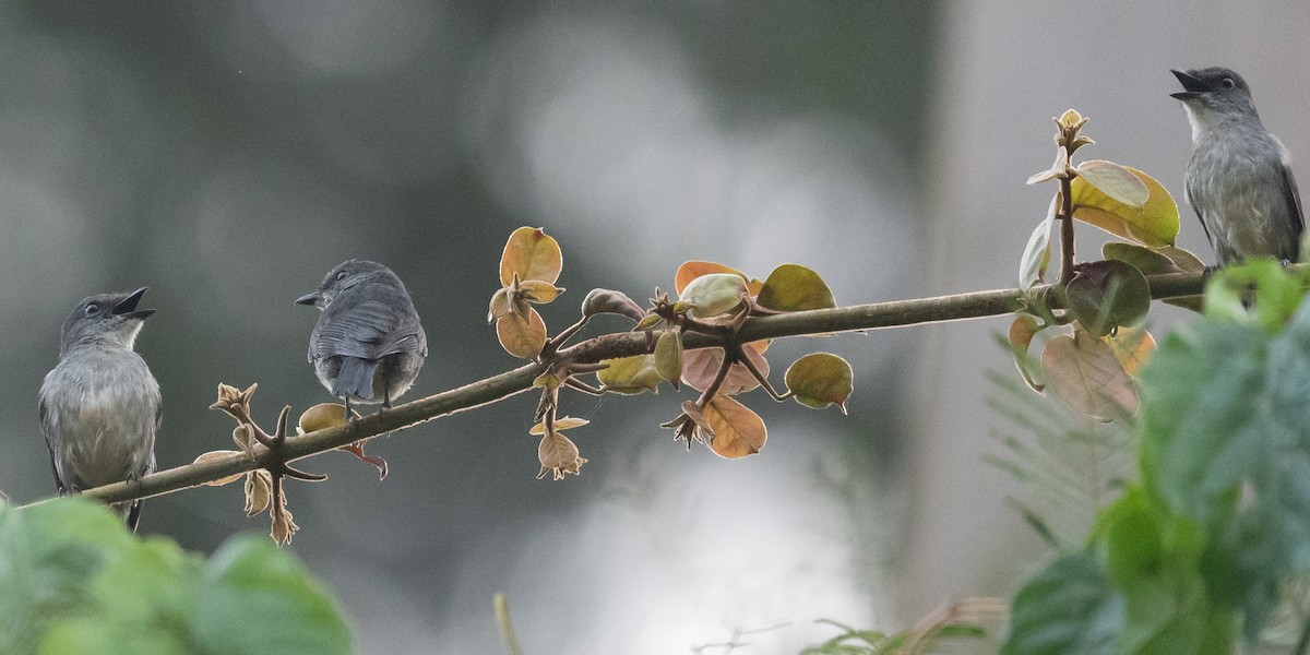 Tessmann's Flycatcher - ML408737491