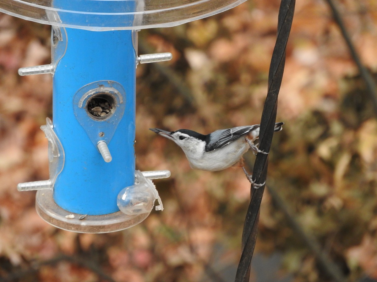 White-breasted Nuthatch - ML40873751