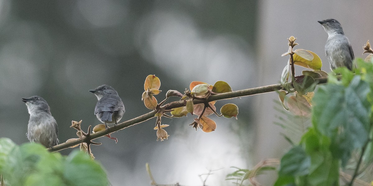 Tessmann's Flycatcher - ML408737521