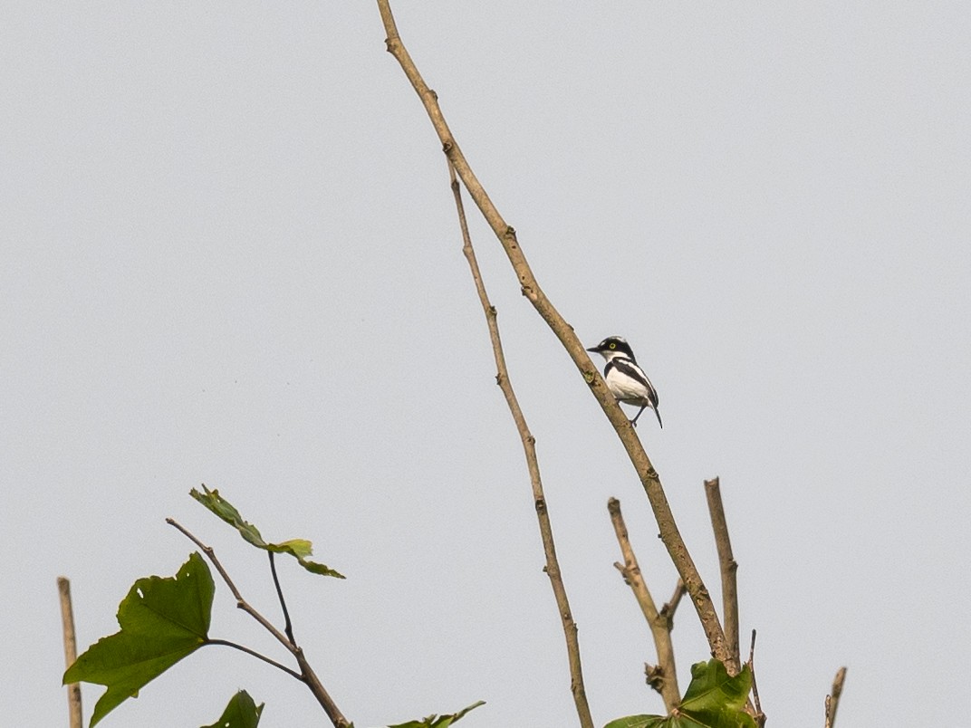 West African Batis - ML408737541