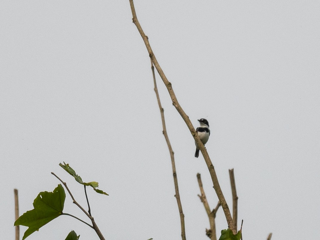 West African Batis - Jean-Louis  Carlo