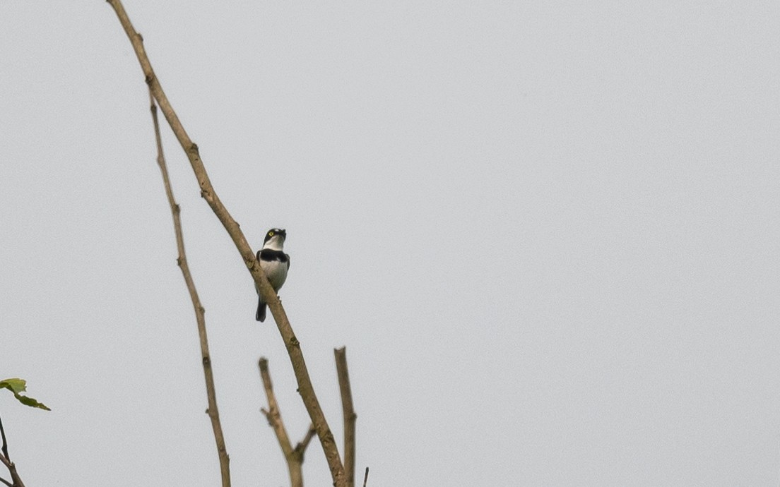 West African Batis - ML408737561