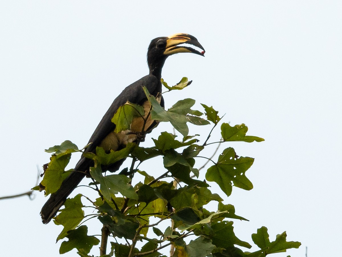 West African Pied Hornbill - ML408737641