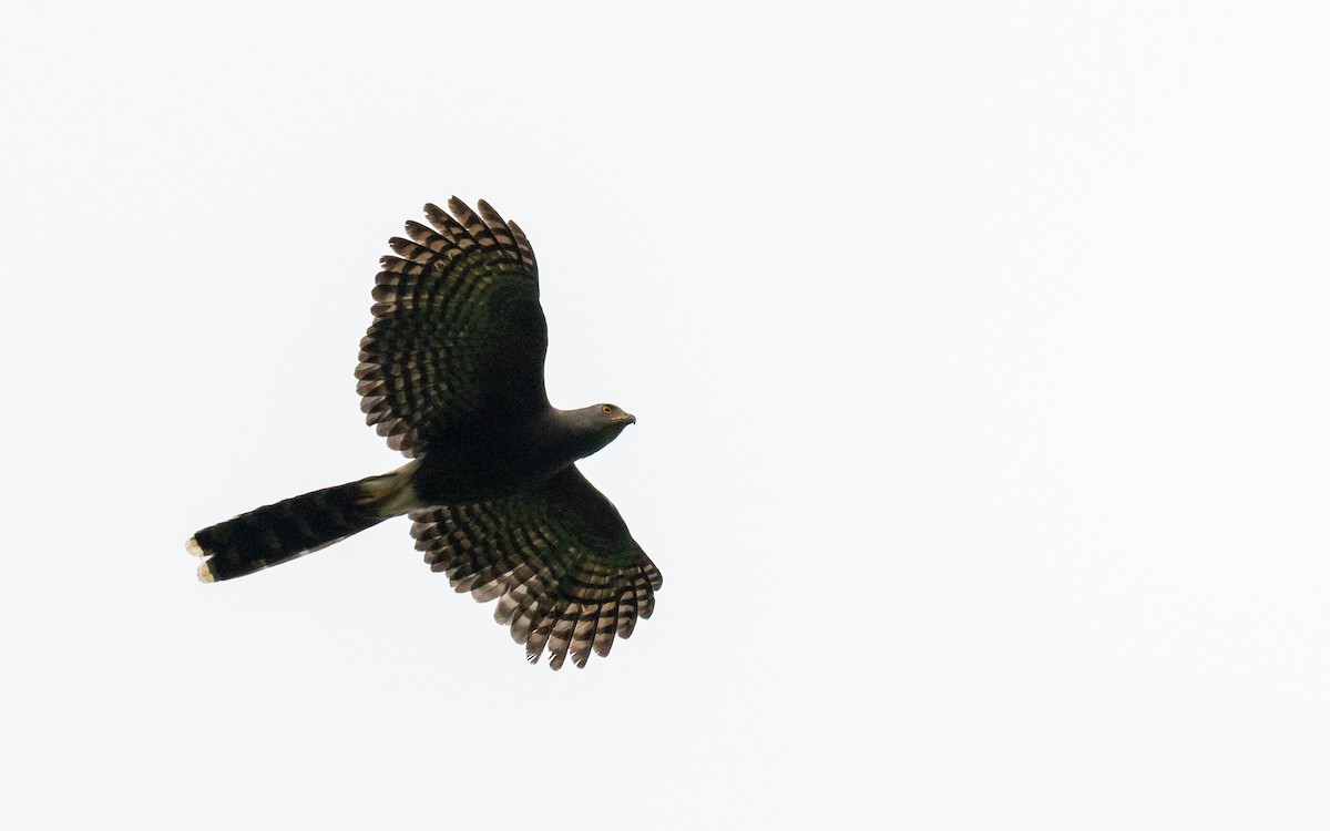 Long-tailed Hawk - Jean-Louis  Carlo