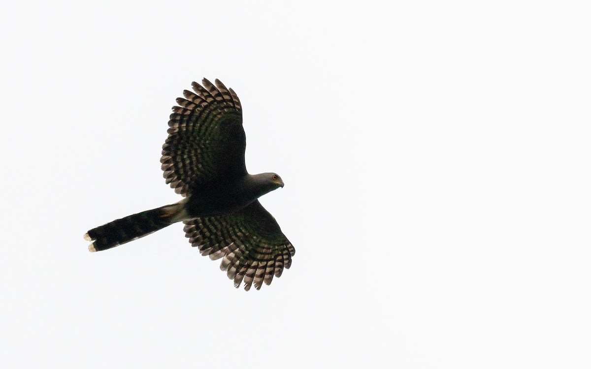 Long-tailed Hawk - ML408737791