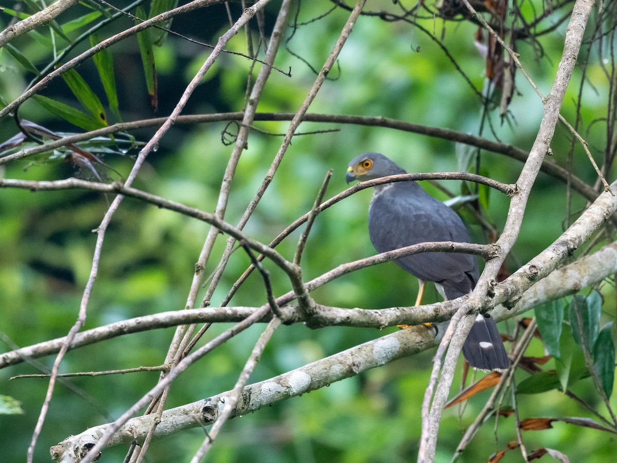 African Goshawk - ML408737911