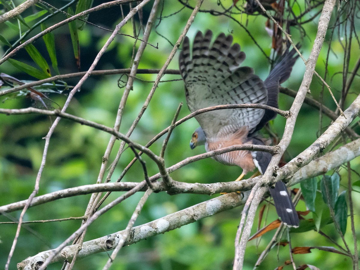 African Goshawk - ML408737921