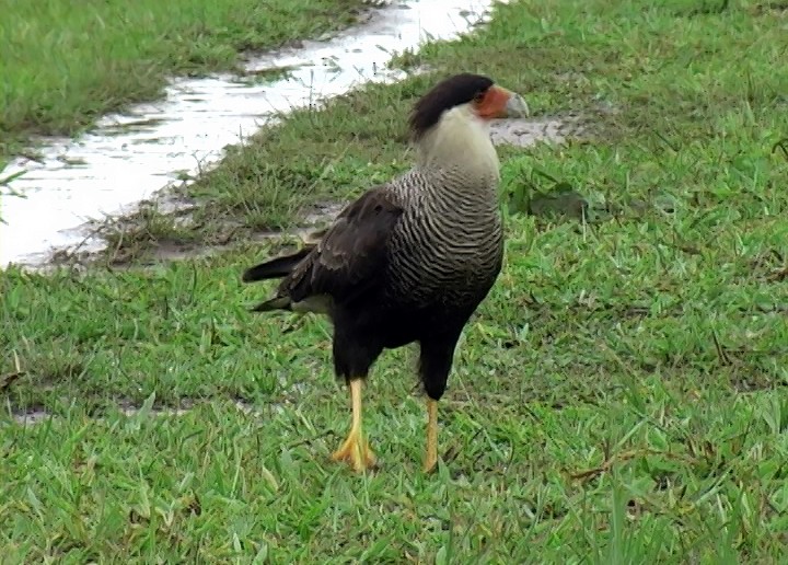 Crested Caracara (Southern) - ML408738841