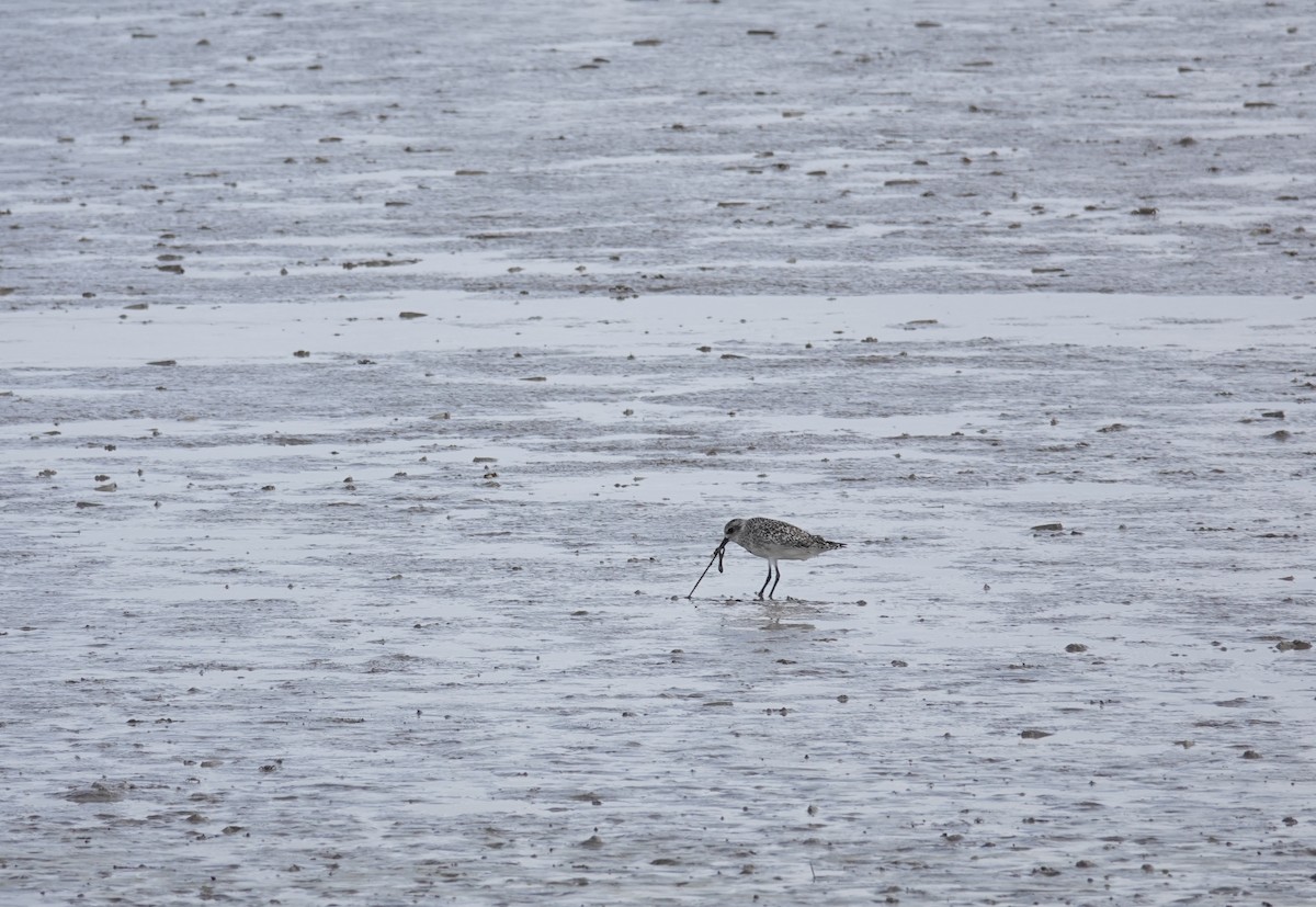 Black-bellied Plover - ML408739011