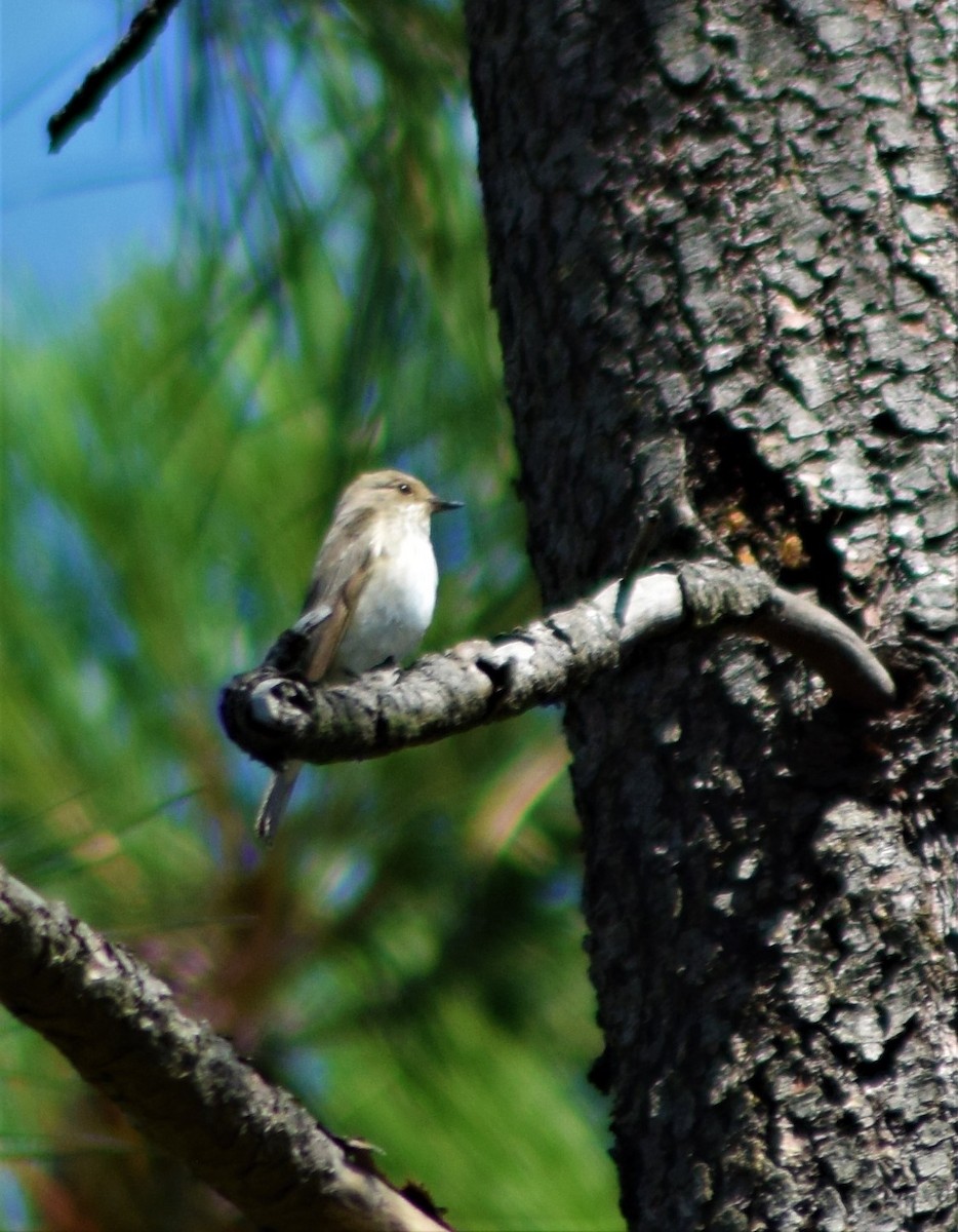 Spotted Flycatcher - ML408740151