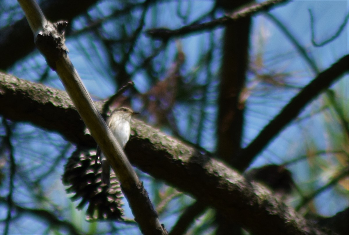 Spotted Flycatcher - ML408740161