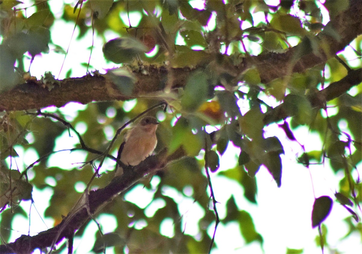 European Pied Flycatcher - ML408740181