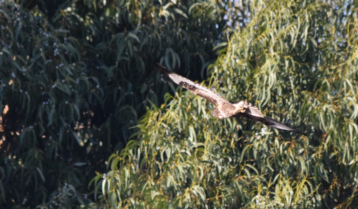 Common Buzzard - Luís Santos