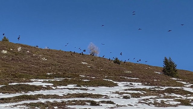 Yellow-billed Chough - ML408740861