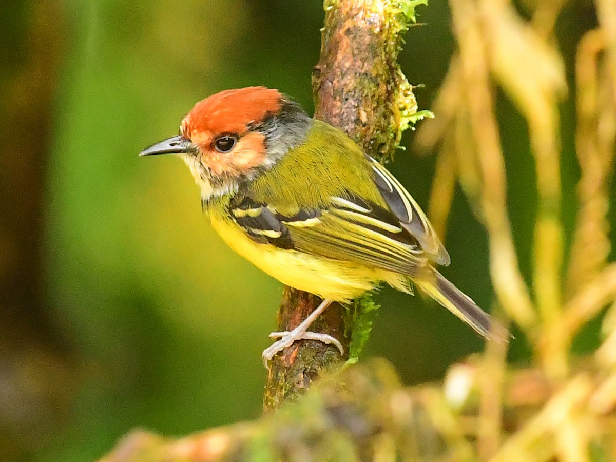 Rufous-crowned Tody-Flycatcher - Xueping & Stephan Popp