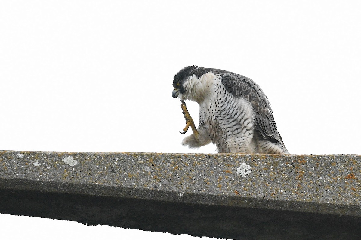 Halcón Peregrino - ML408741411