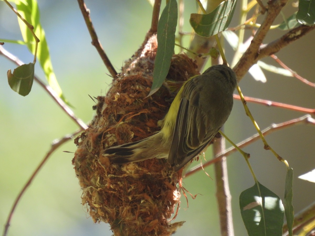 White-throated Gerygone - ML408741891
