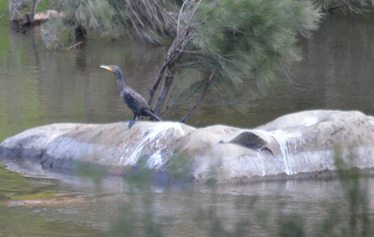 Great Cormorant - ML408742411