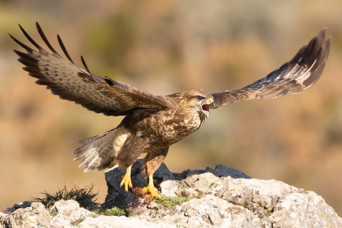 Common Buzzard - ML408742761