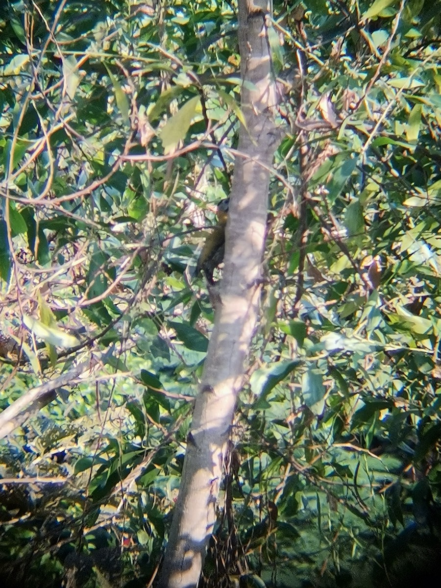 Laced Woodpecker - Bualookkaew Sakchatchawan