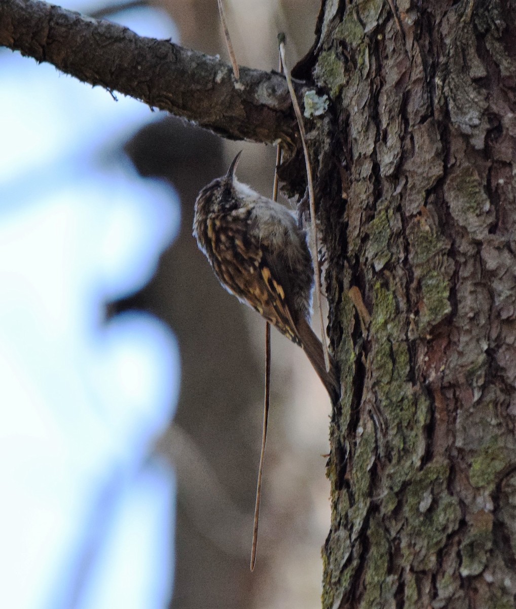 Short-toed Treecreeper - ML408744351