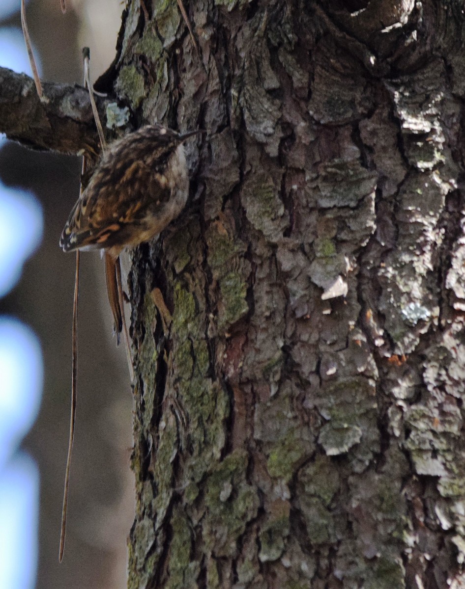 Short-toed Treecreeper - ML408744361