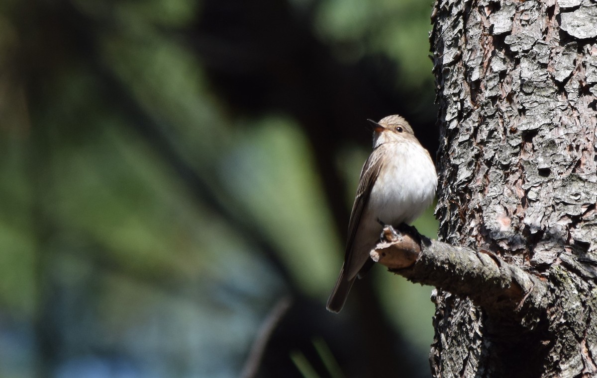 Spotted Flycatcher - ML408744381