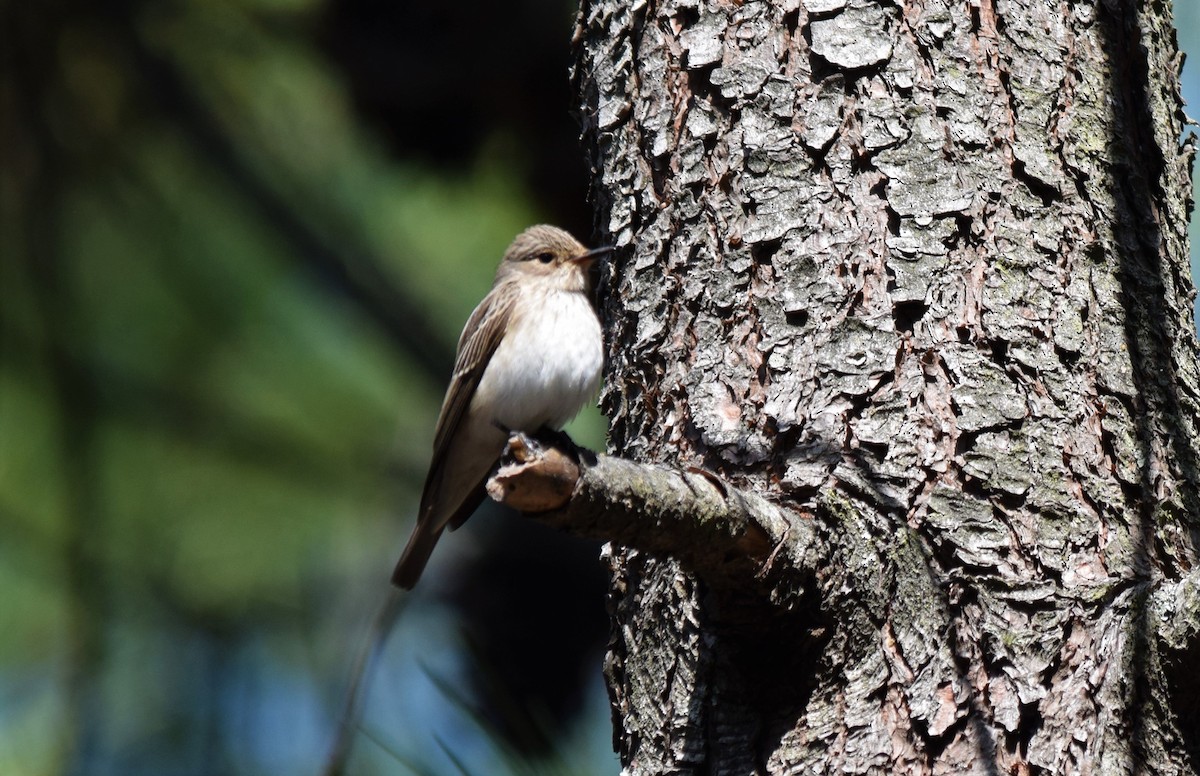 Spotted Flycatcher - ML408744391