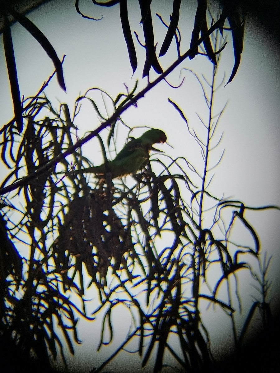 Alexandrine Parakeet - ML408745771