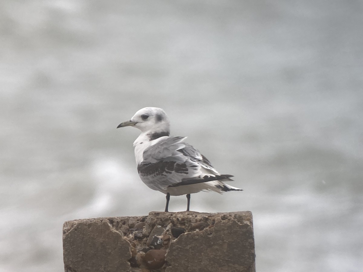 Black-legged Kittiwake - ML408745781