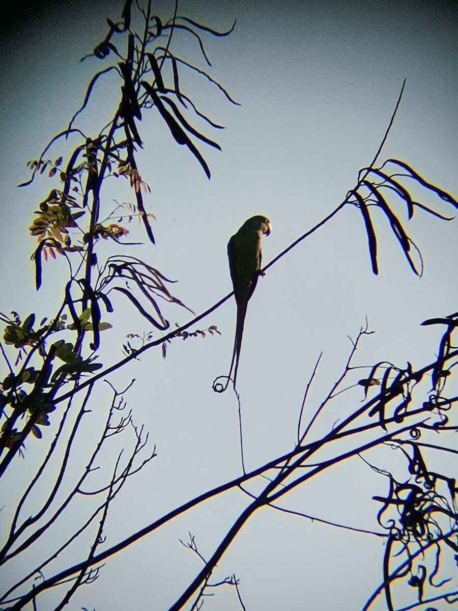 Alexandrine Parakeet - ML408745801