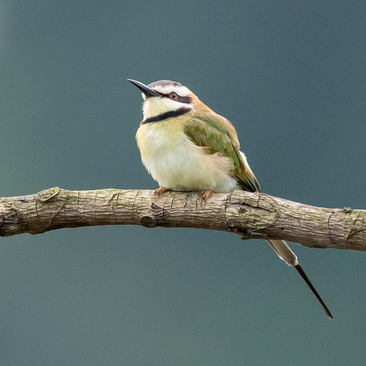 White-throated Bee-eater - Jean-Louis  Carlo