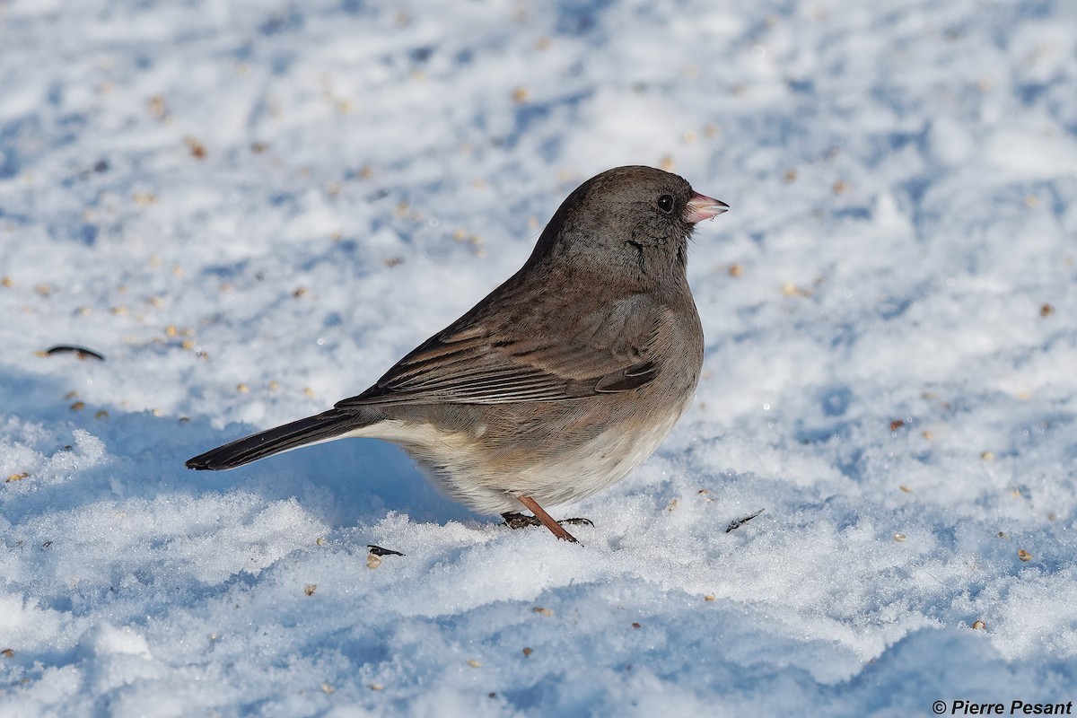 Junco Ojioscuro - ML408748081