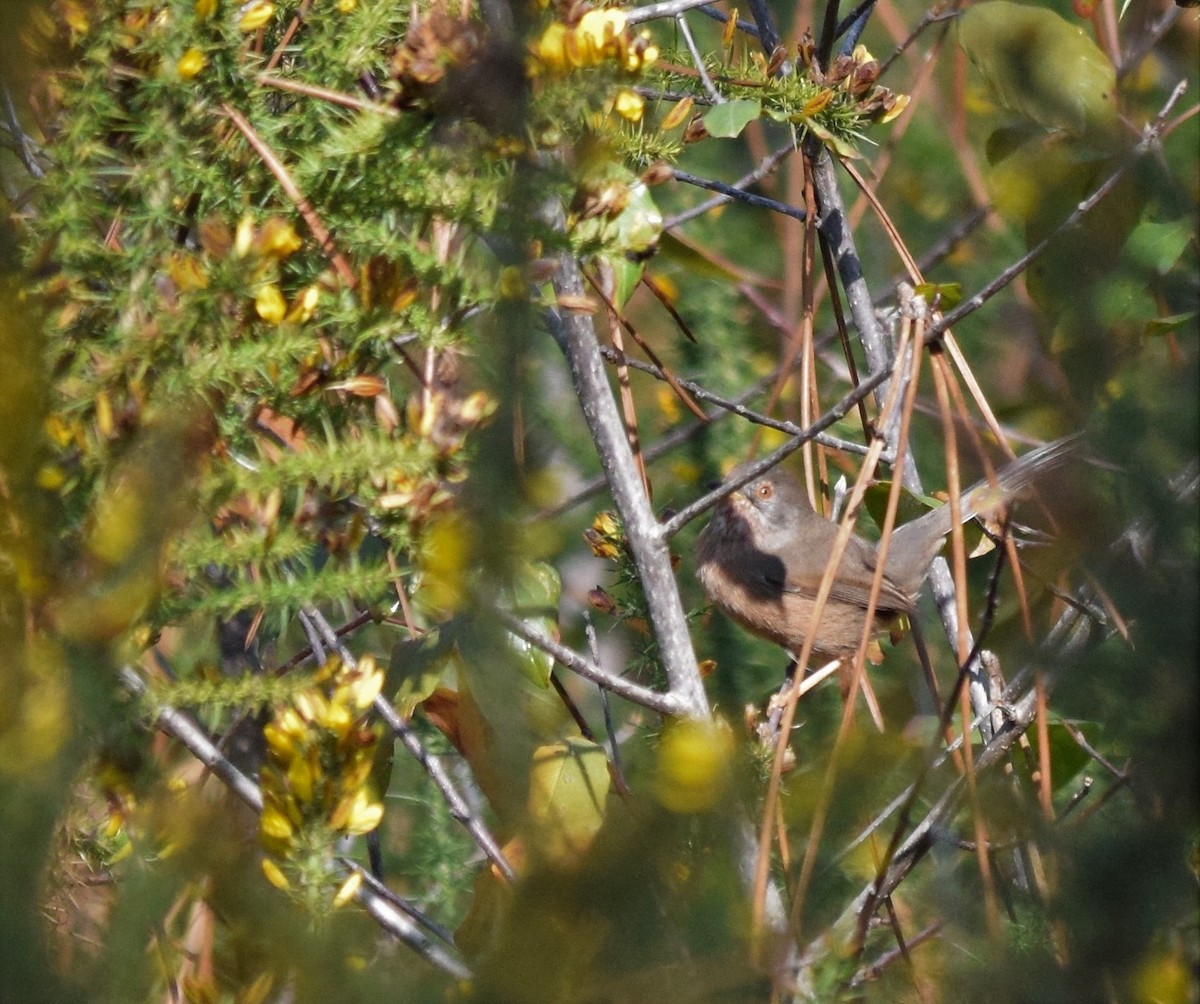 Dartford Warbler - ML408748501