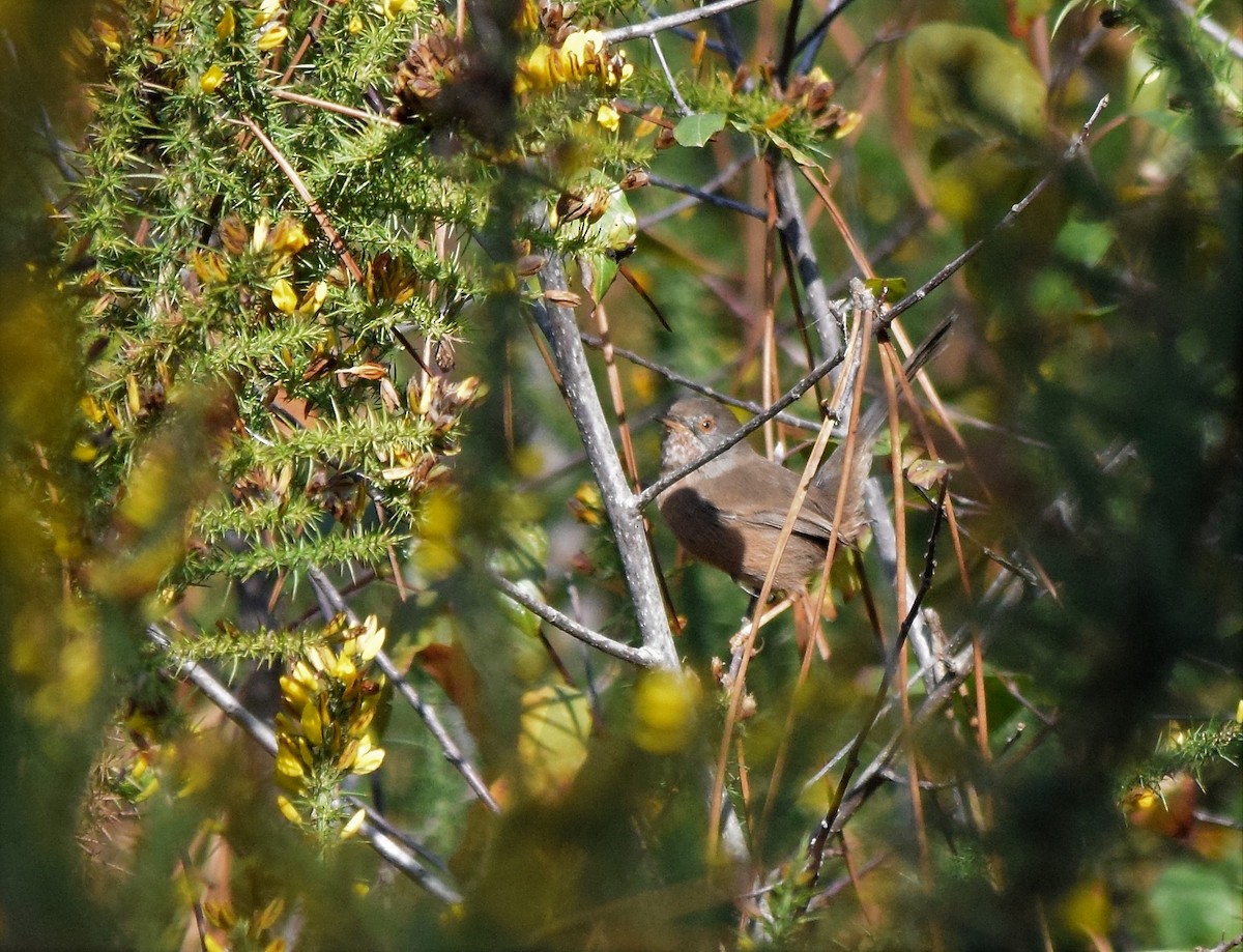 Dartford Warbler - ML408748511