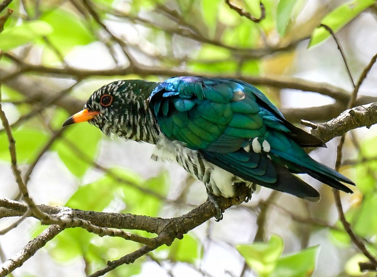 Asian Emerald Cuckoo - Norhafiani  A Majid