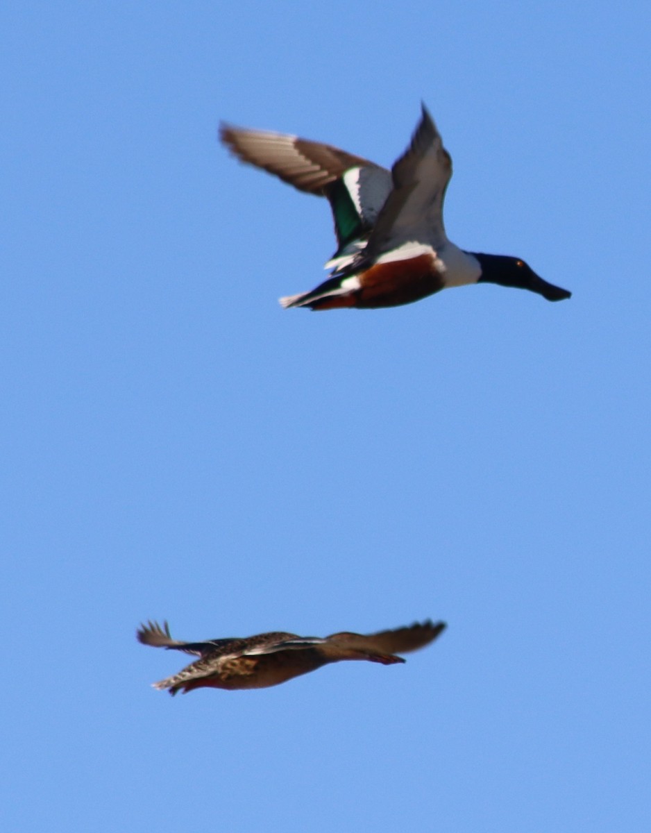 Northern Shoveler - ML408750381