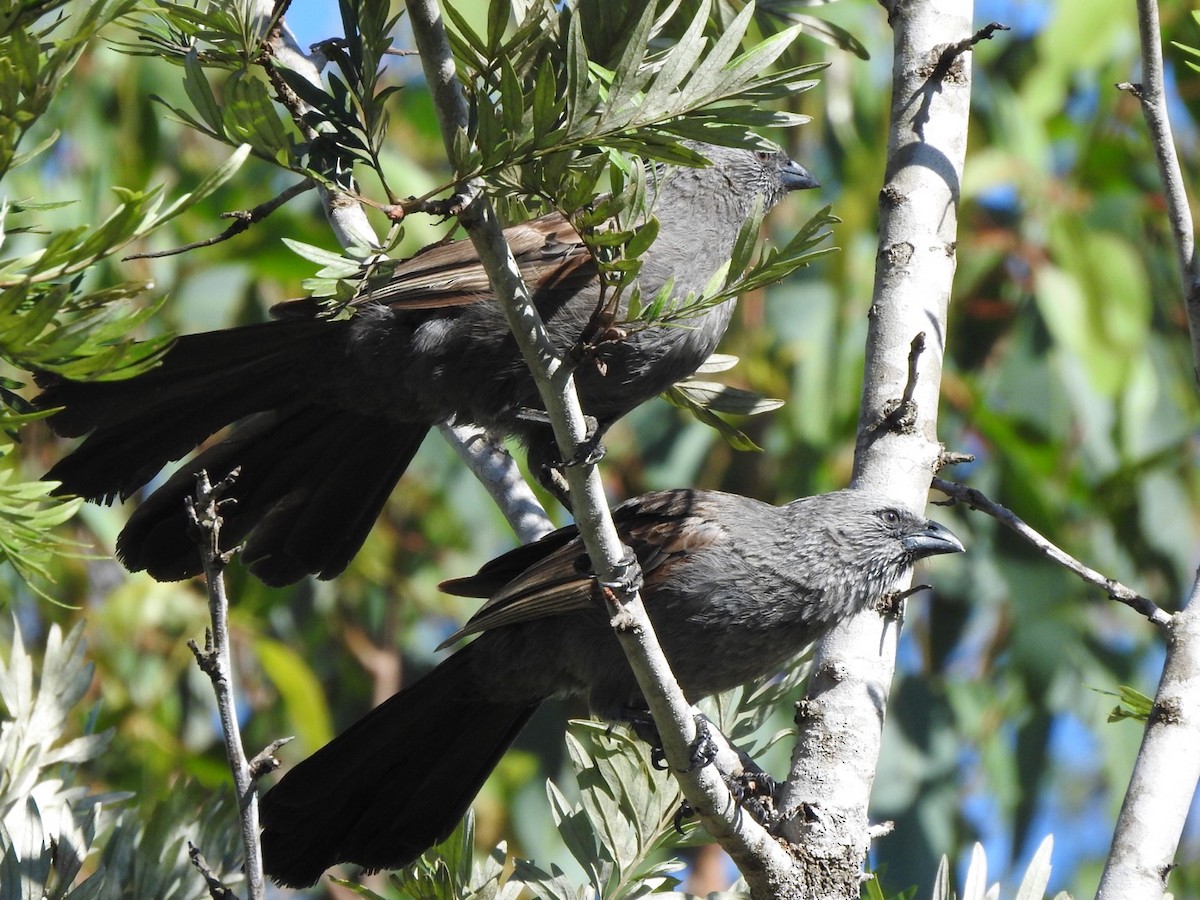 Apostlebird - ML408750631