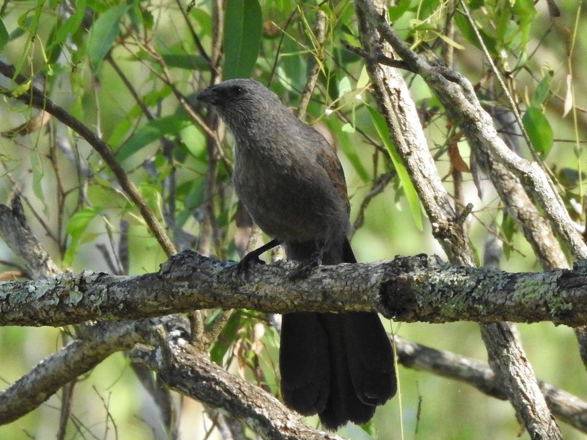 Apostlebird - ML408750651