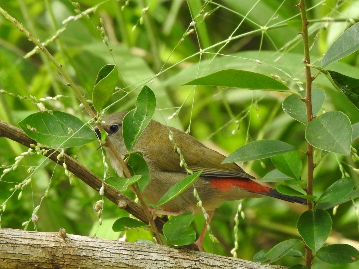 Red-browed Firetail - ML408750731