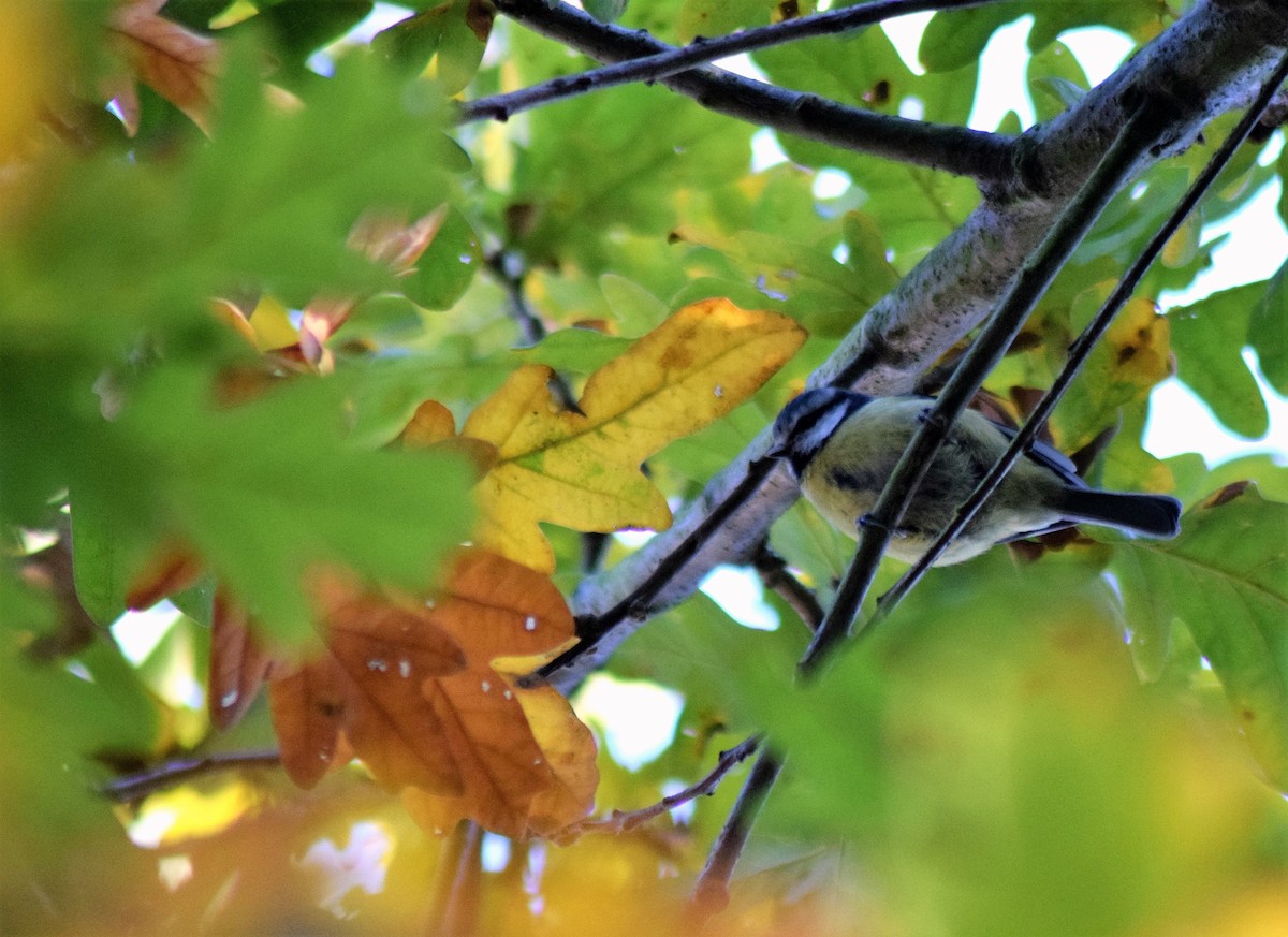 Eurasian Blue Tit - ML408750741