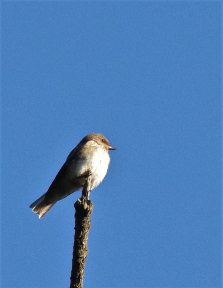 Spotted Flycatcher - ML408750751