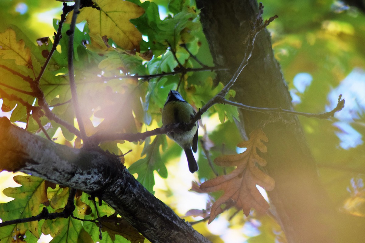 Eurasian Blue Tit - ML408750781