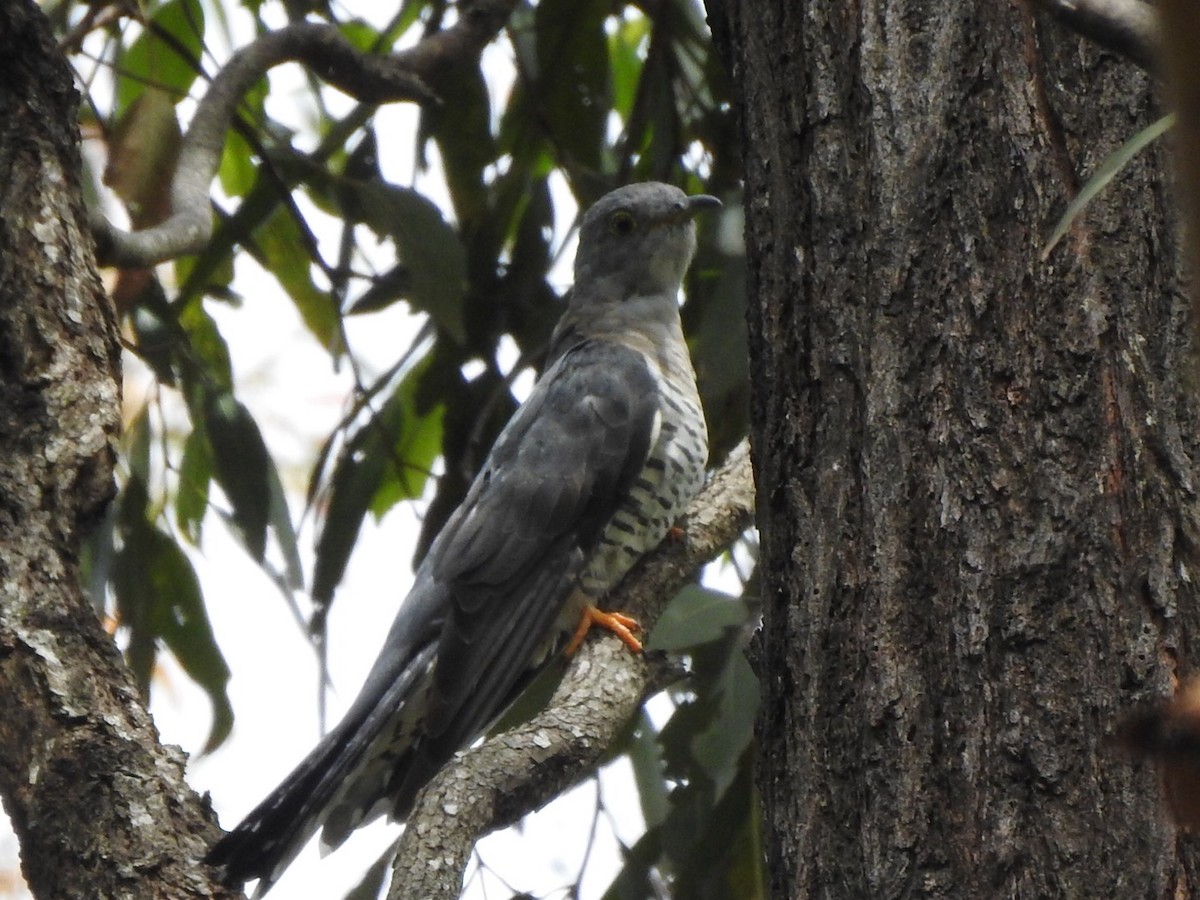 Oriental Cuckoo - ML408750821