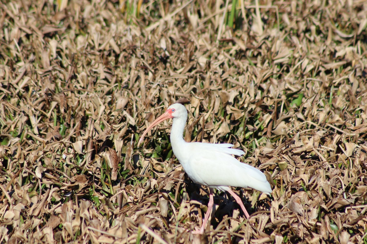 ibis bílý - ML408751441