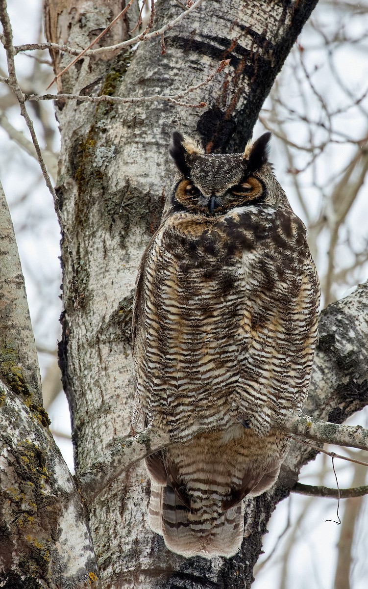 Great Horned Owl - Eric Parent