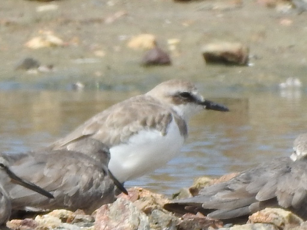 Зэвэн хиазат - ML408751901