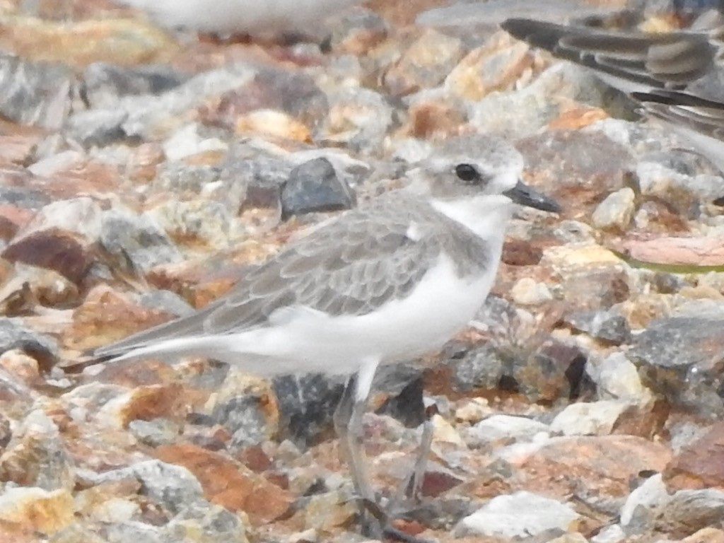 Зэвэн хиазат - ML408751921
