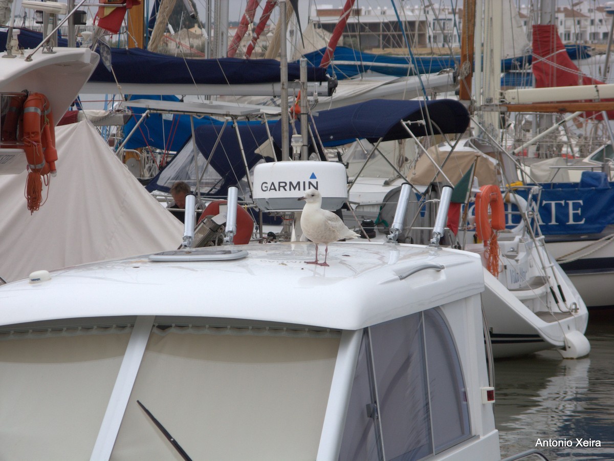 Iceland Gull (kumlieni/glaucoides) - ML40875341