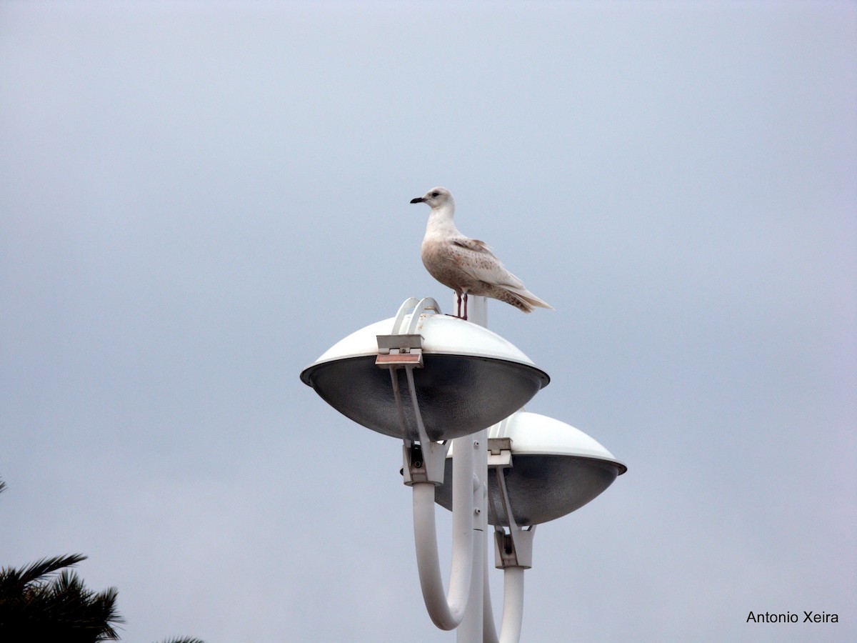 Gaviota Groenlandesa (kumlieni/glaucoides) - ML40875371